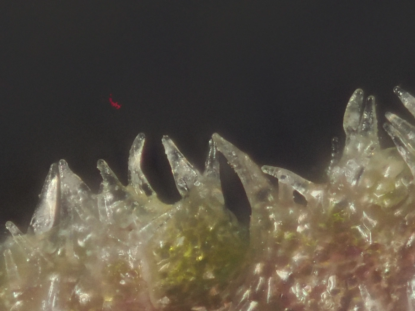 Pixel-level detail of the PMax rendering showing haze turned into false texture behind the leaf margin