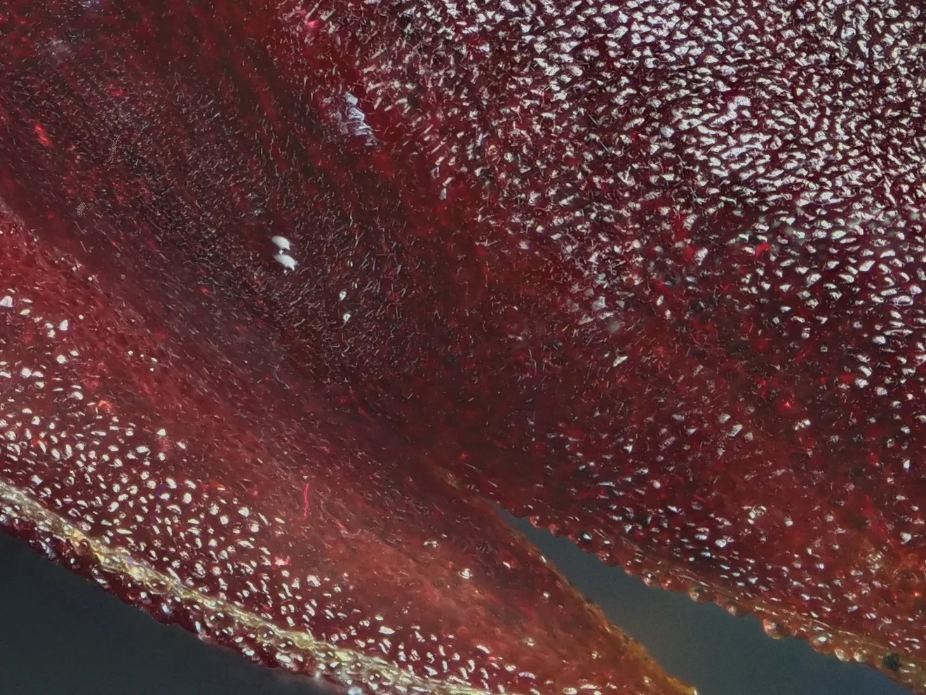 Native-resolution detail showing two parallel sharp outlines along the lower edge of the orchid where two imaging sessions disagree