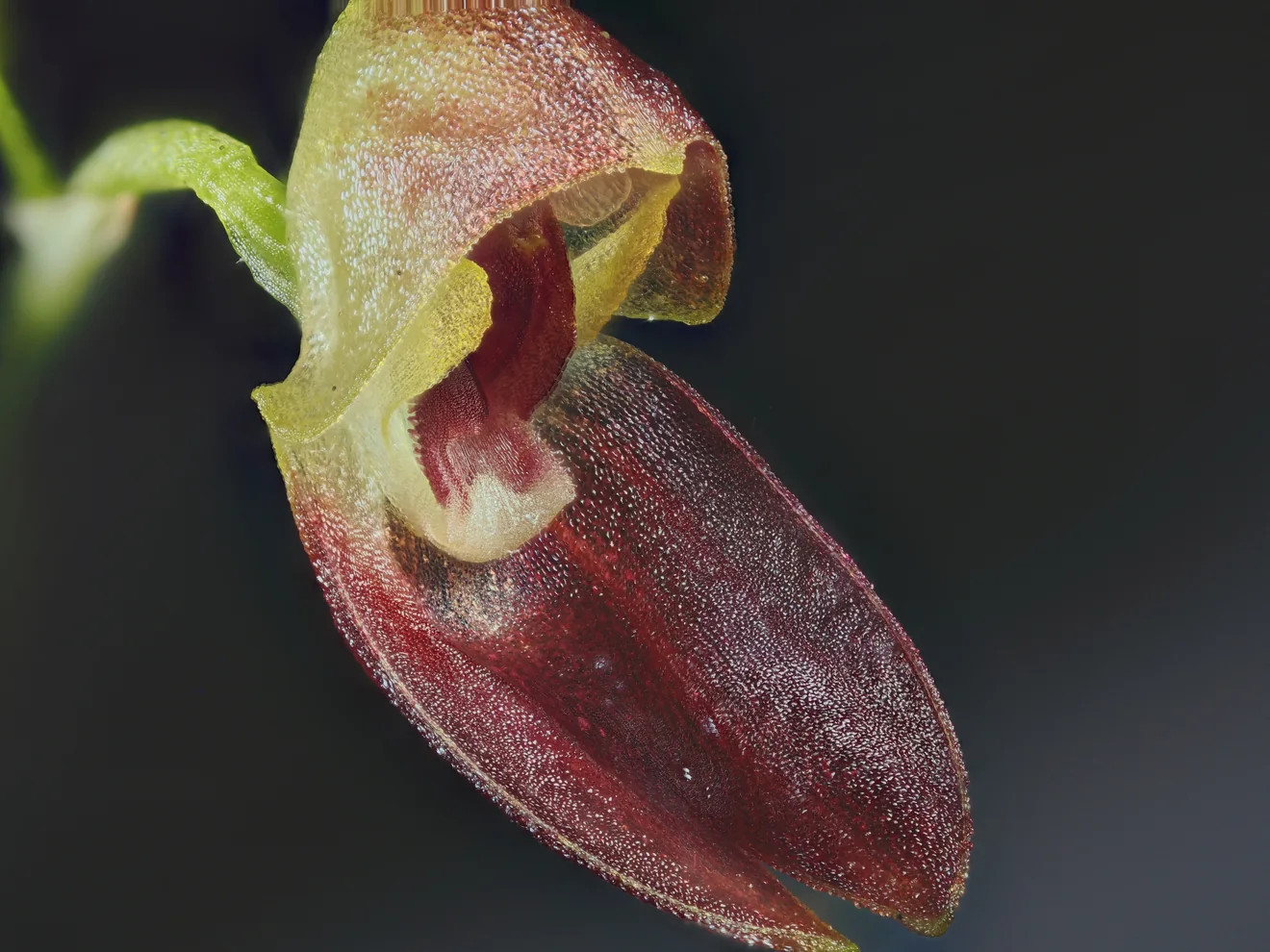 Focus-stacked Pleurothallis colombiana flower whose outer edges carry faint doubled outlines from combining two imaging sessions