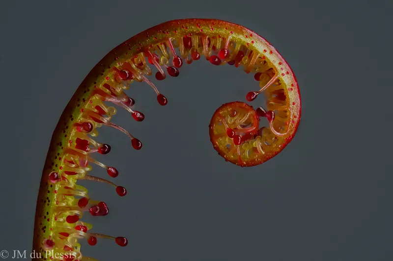 Unfurling spiral leaf of Drosera regia with glandular tentacles