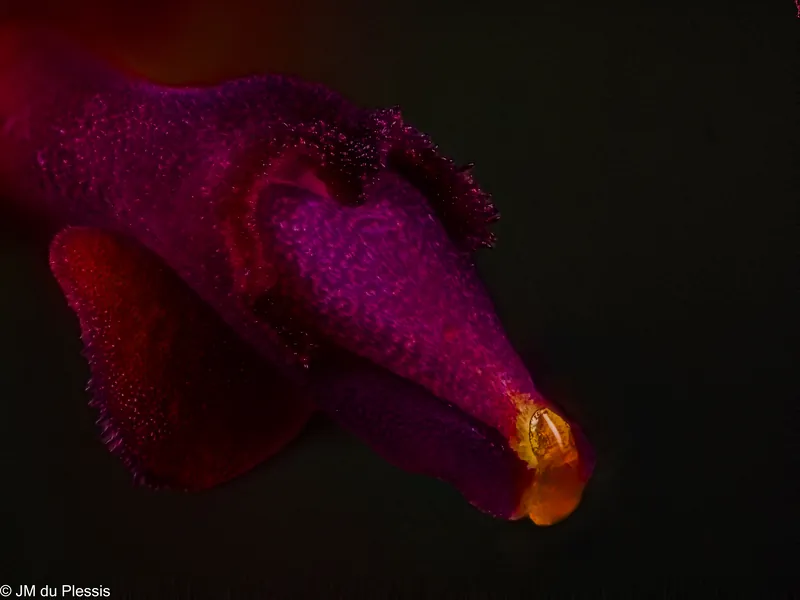Nectar-producing structure of Lepanthes tentaculata at 10x magnification