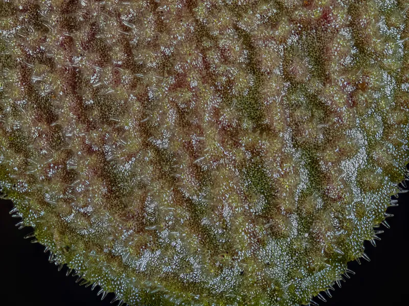 Underside of a mature Lepanthes aculeata leaf showing surface hairs