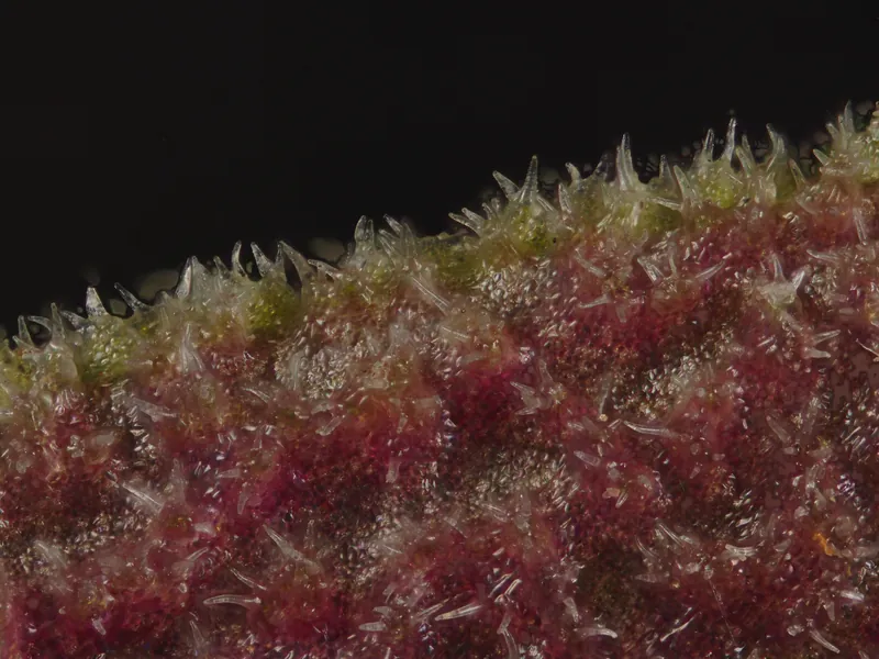 DMap focus-stack rendering of a Lepanthes aculeata leaf underside at 5x magnification