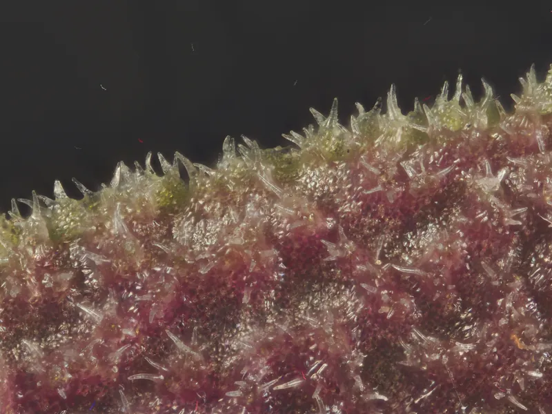 PMax focus-stack rendering of a Lepanthes aculeata leaf underside at 5x magnification