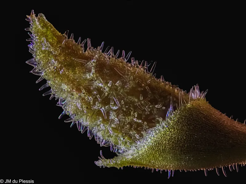 Early developing leaf of Lepanthes aculeata orchid