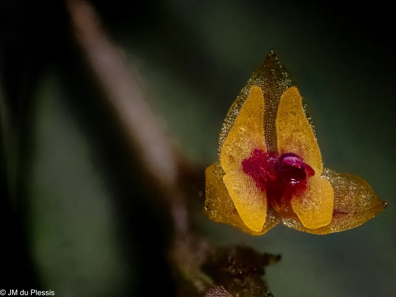 Lepanthes eros orchid flower at 3.5x magnification