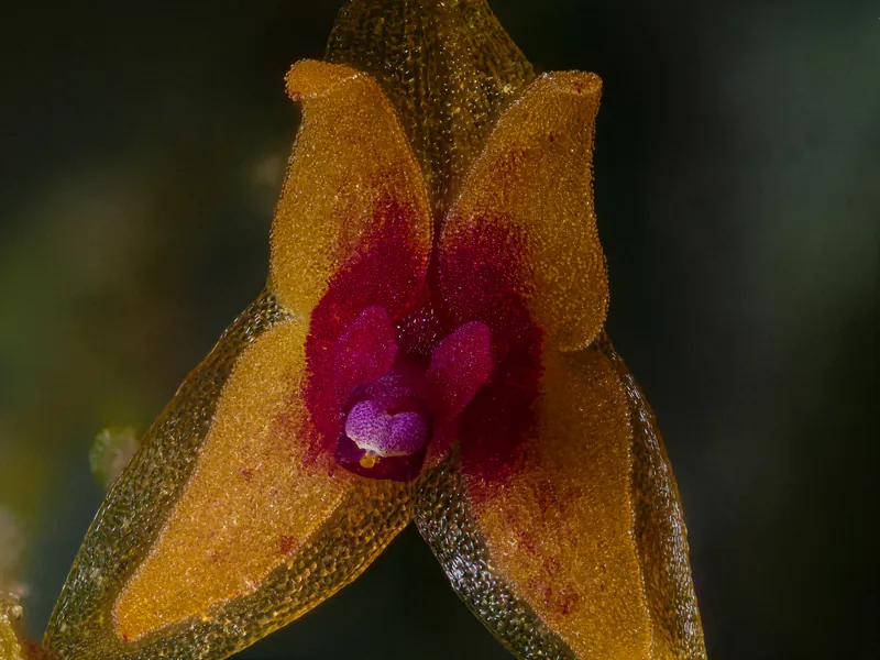 Top angle view of Lepanthes eros orchid flower at 5x magnification