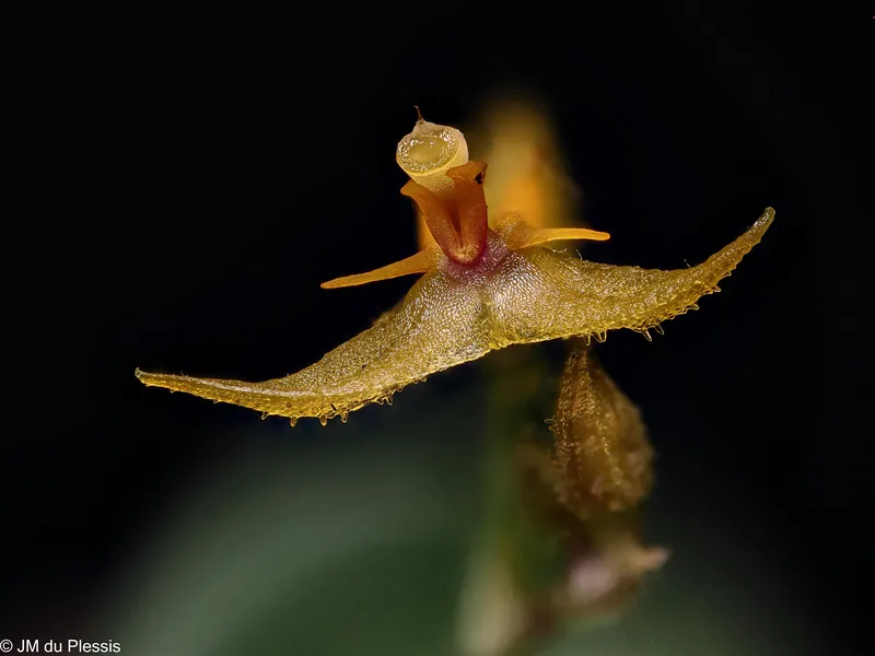 Alternate angle of Lepanthes myiophora orchid flower at 2.5x magnification