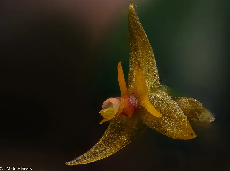 Open flower of Lepanthes myiophora orchid at 2.5x magnification