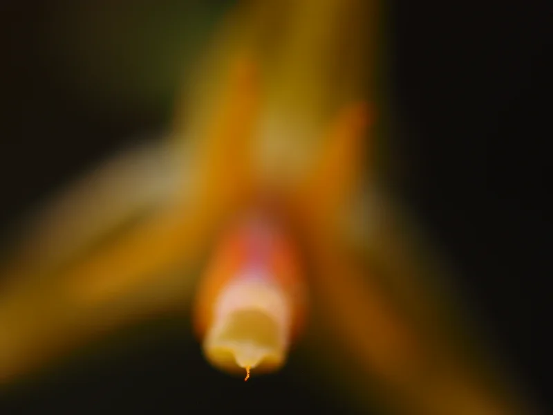 Closest focal plane of Lepanthes myiophora 5x focus stack