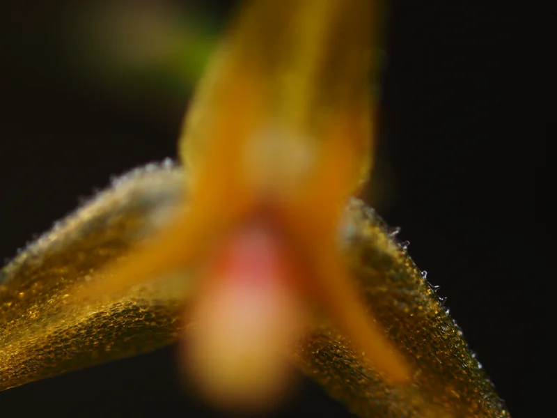 Furthest focal plane of Lepanthes myiophora 5x focus stack