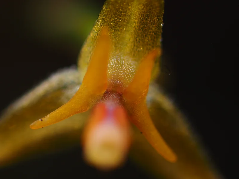 Middle focal plane of Lepanthes myiophora focus stack