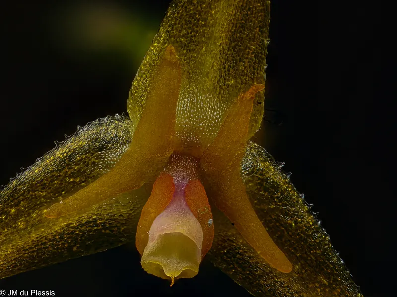 Close detail of Lepanthes myiophora orchid flower at 5x magnification
