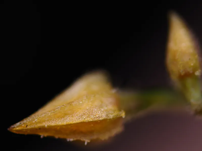 Closest focal plane of Lepanthes myiophora focus stack