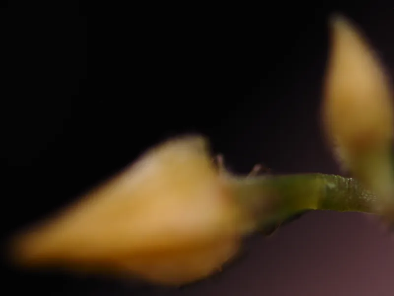 Furthest focal plane of Lepanthes myiophora focus stack