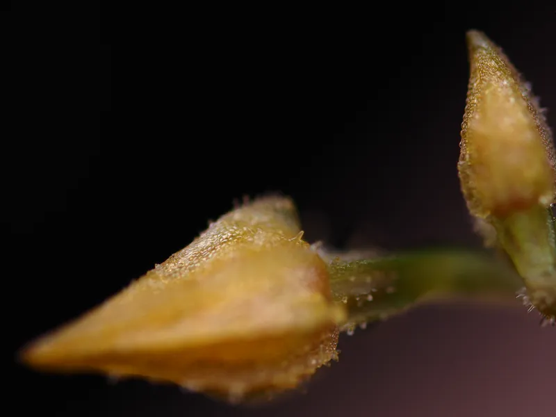 Middle focal plane of Lepanthes myiophora focus stack