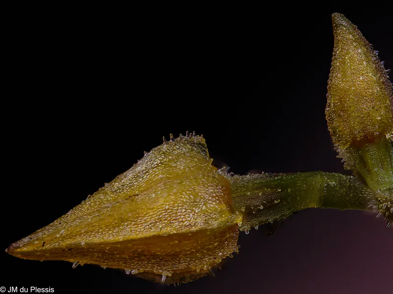 Flower bud of Lepanthes myiophora orchid at 4x magnification
