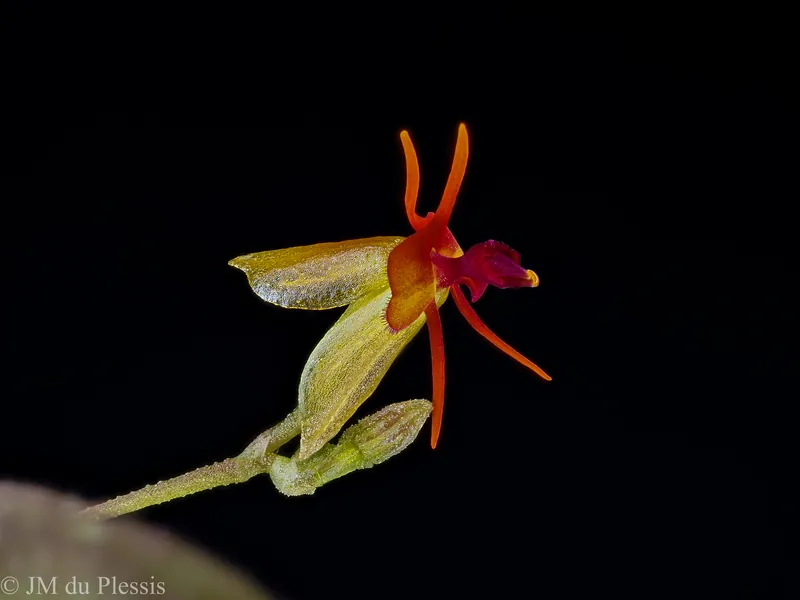 Lepanthes tentaculata orchid flower at 2.5x magnification