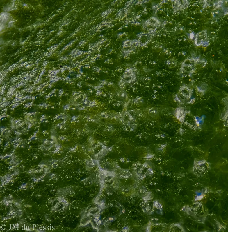 Surface texture of Lophophora williamsii cactus at 10x magnification
