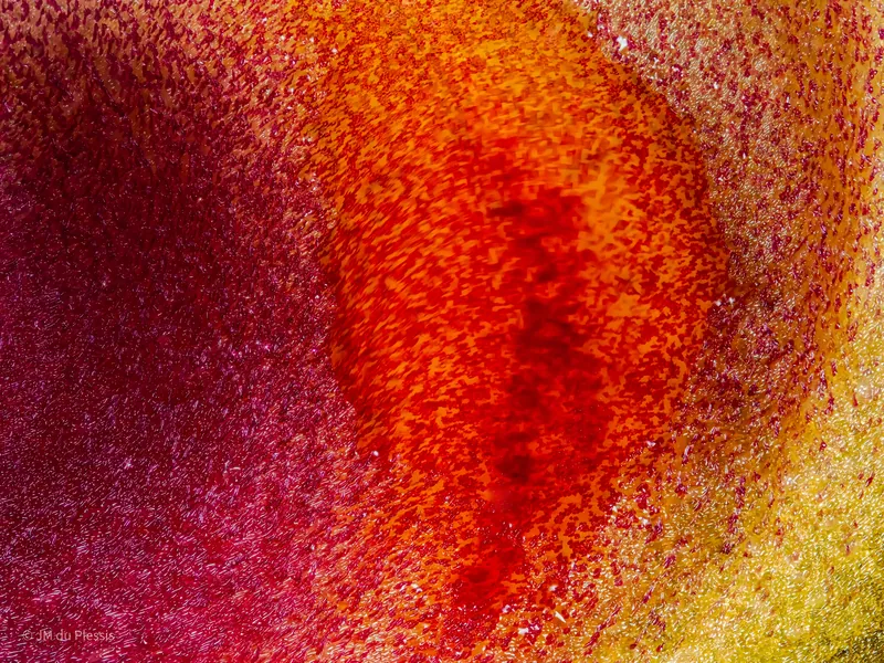 Masdevallia infracta orchid flower at 2.5x magnification