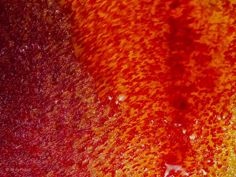 Detailed surface of Masdevallia infracta orchid flower at 5x magnification