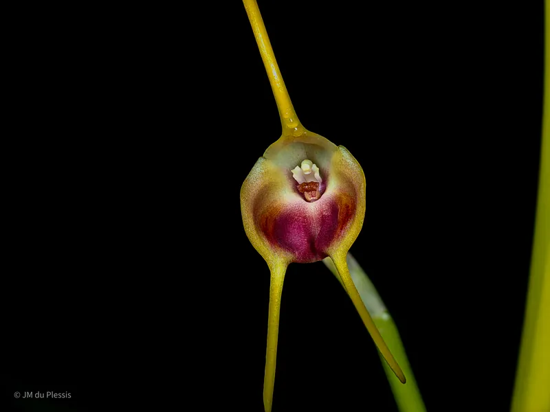 Full flower of Masdevallia infracta orchid at 1x magnification