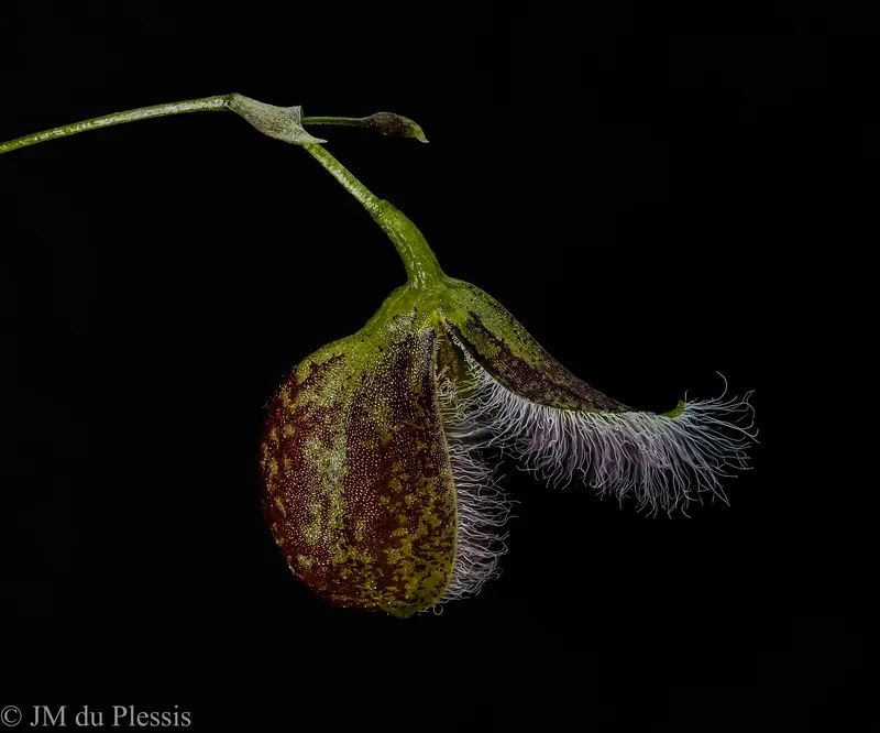 Slipper-shaped Pleurothallis cypripedioides orchid flower at 2.5x magnification