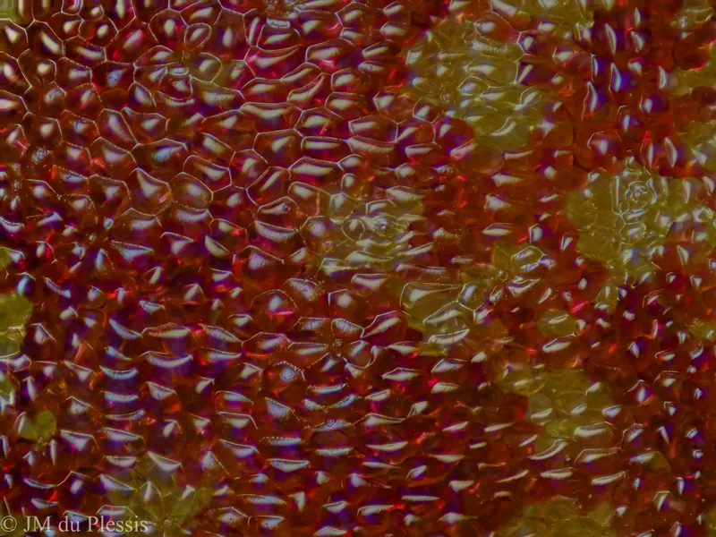 Cellular surface detail of Pleurothallis cypripedioides orchid flower at 10x magnification
