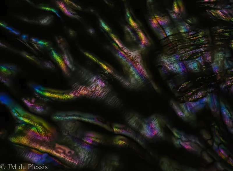 Iridescent nacre surface of a South African abalone shell