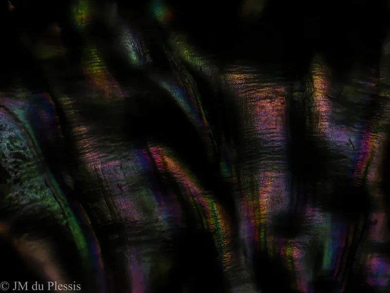 Alternate angle of iridescent abalone shell surface texture