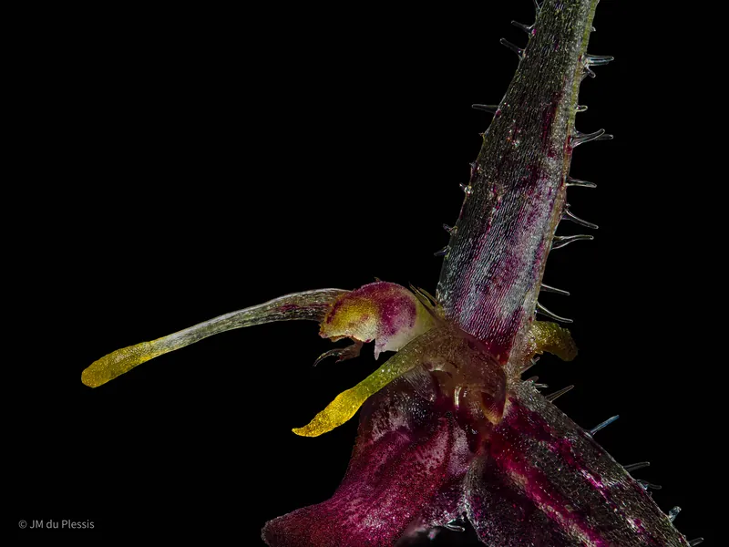 Specklinia furcatipetala orchid flower at 2.5x magnification