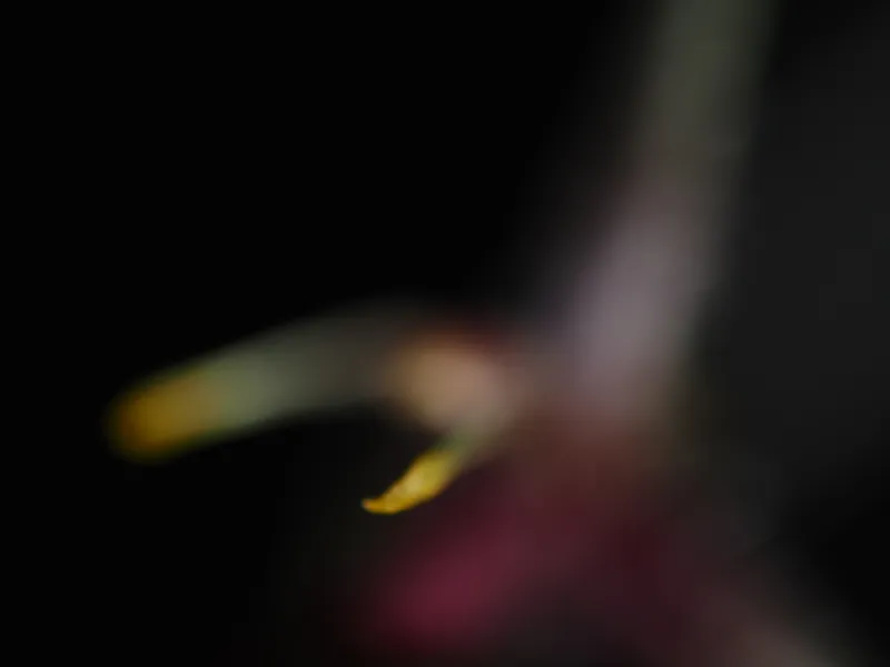 Closest focal plane of Specklinia furcatipetala focus stack