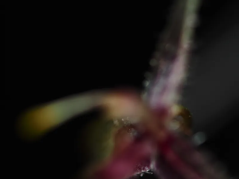 Furthest focal plane of Specklinia furcatipetala focus stack