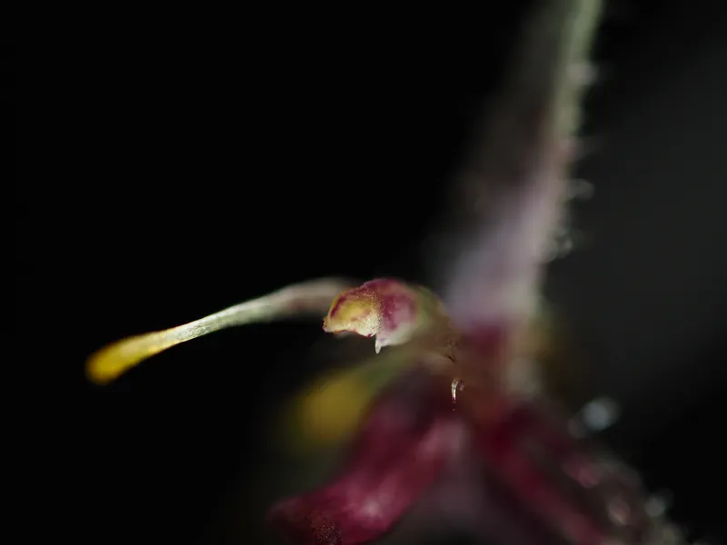 Middle focal plane of Specklinia furcatipetala focus stack