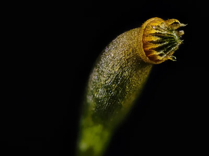 Sporangium of an unidentified moss species at 5x magnification