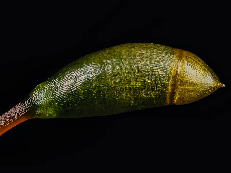 Moss sporophyte with the calyptra removed at 5x magnification